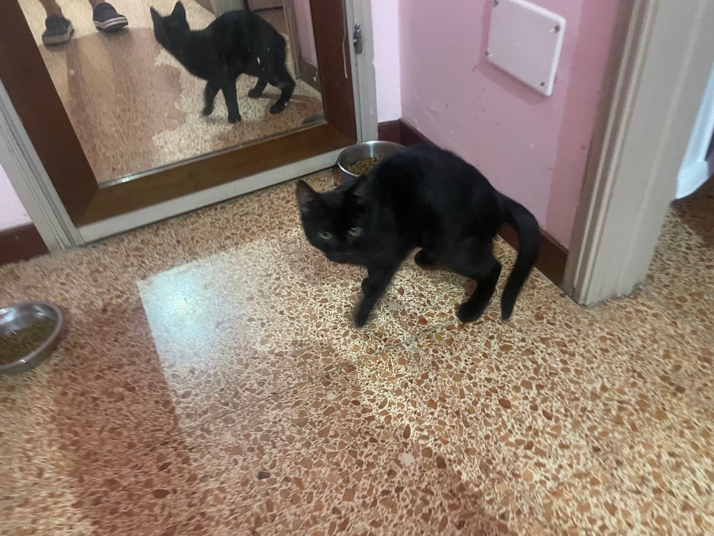 Adotta un gatto, taglia non valida, maschio, Milano