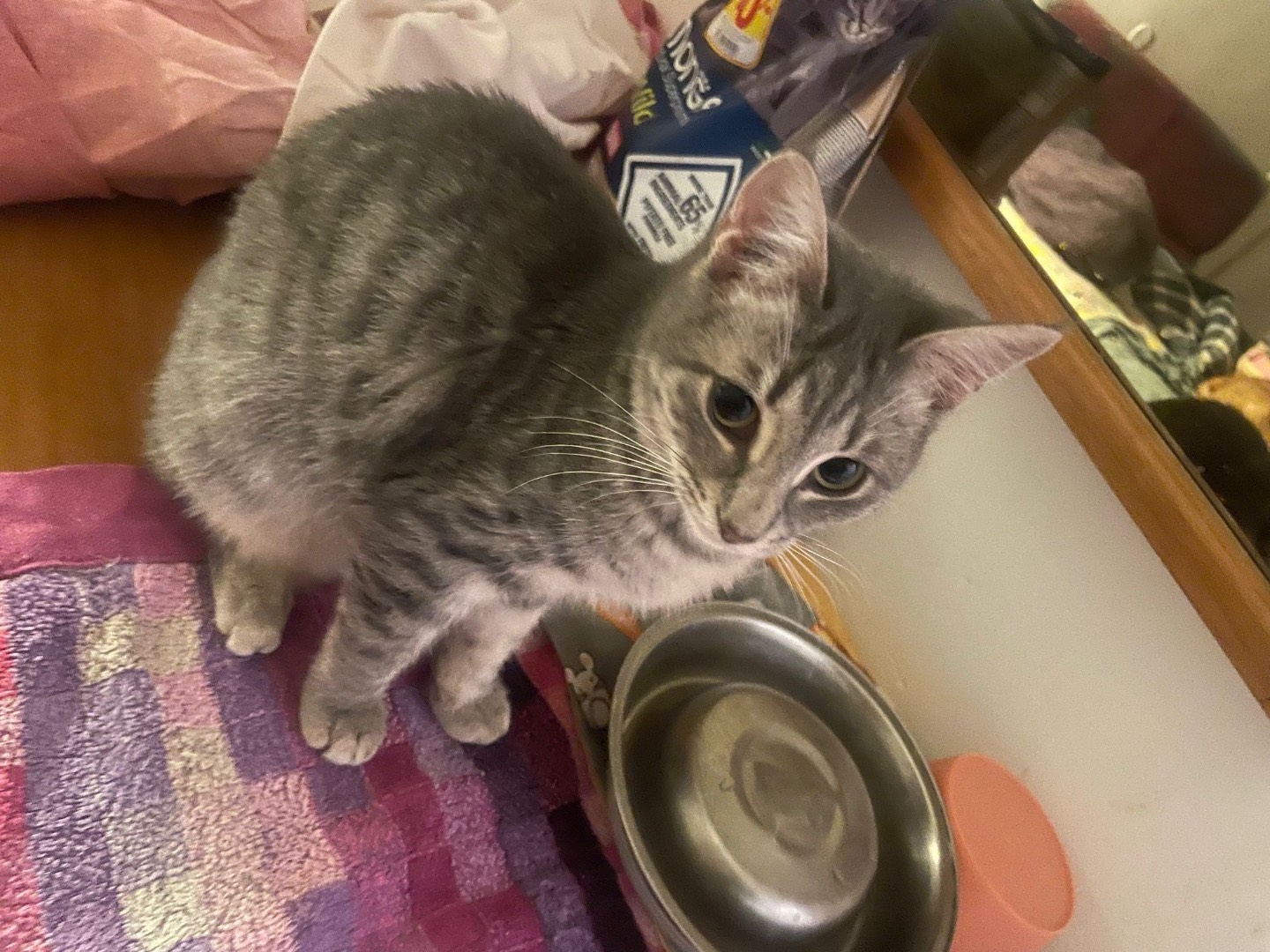 Adozione gatto, femmina, Razza sconosciuta Razza sconosciuta, 5 mesi, taglia non valida, Milano