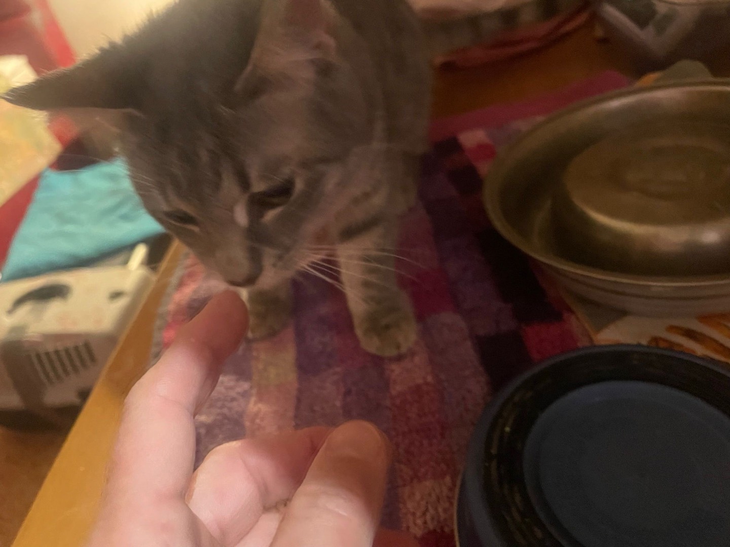 Adotta un gatto, femmina, 5 mesi, Milano