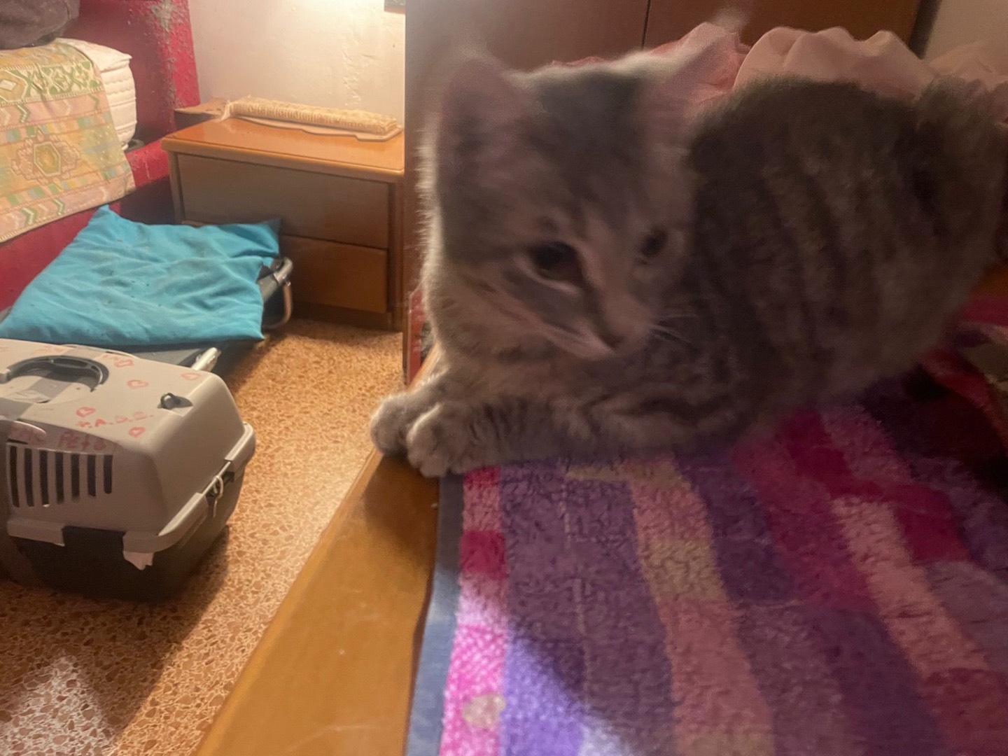 Adotta un gatto, taglia non valida, femmina, Milano