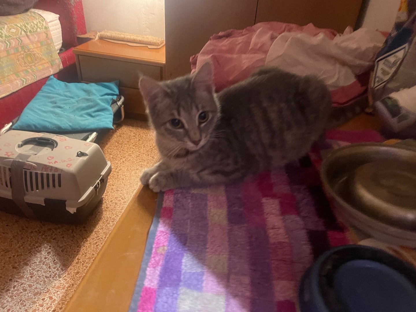 Vuoi adottare un gatto a Milano?