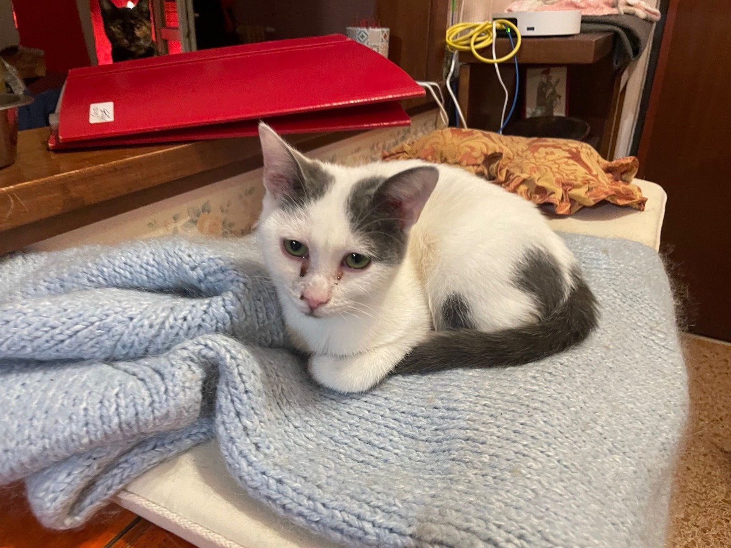 Adozione gatto, femmina, Razza sconosciuta Razza sconosciuta, 5 mesi, taglia non valida, Milano