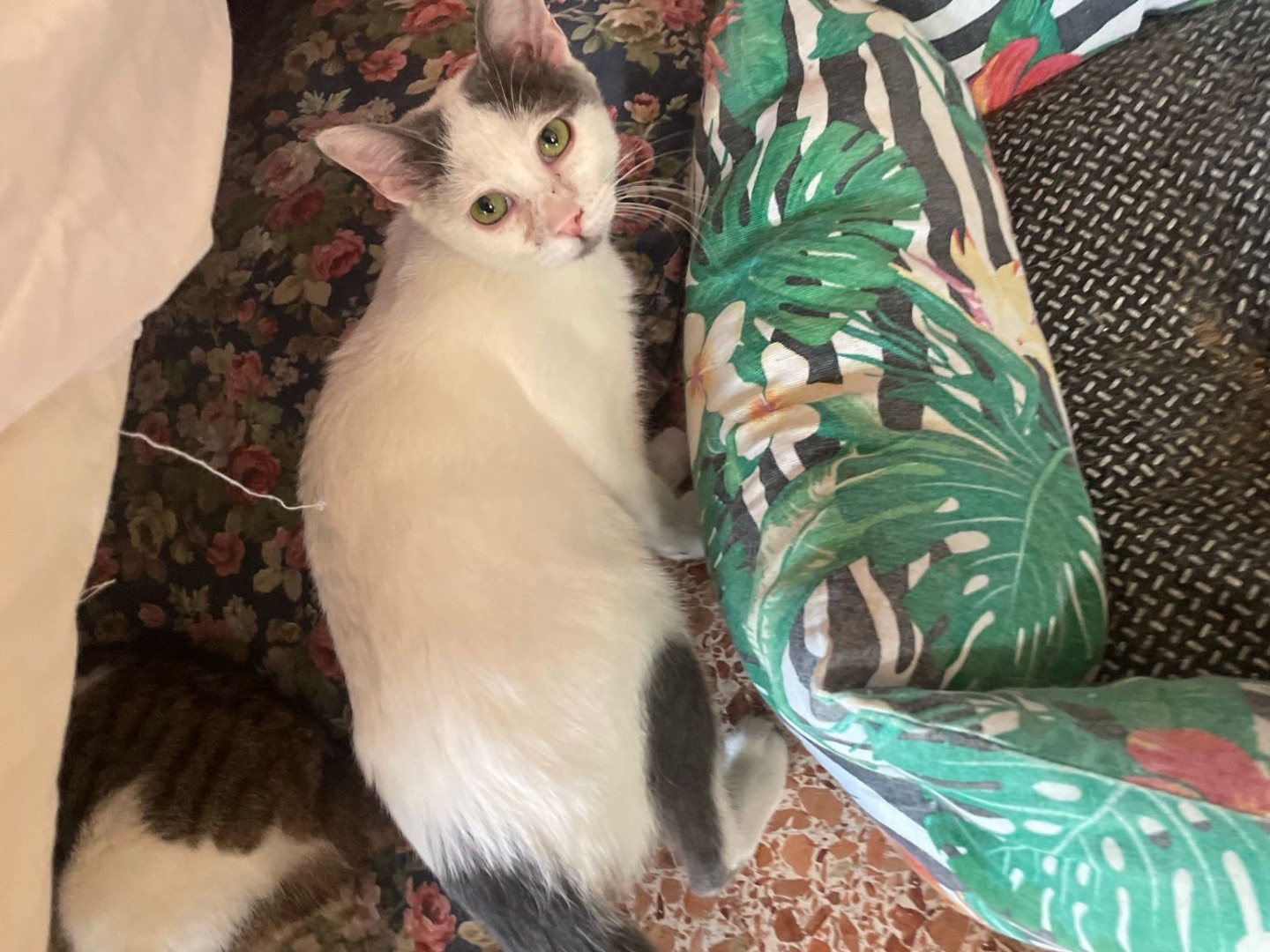 Adotta un gatto, femmina, 5 mesi, Milano