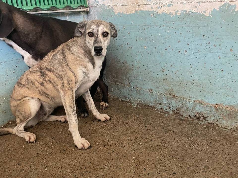 Adozione cane, femmina, Razza sconosciuta Razza sconosciuta, 3 anni e 5 mesi, taglia media, Crotone