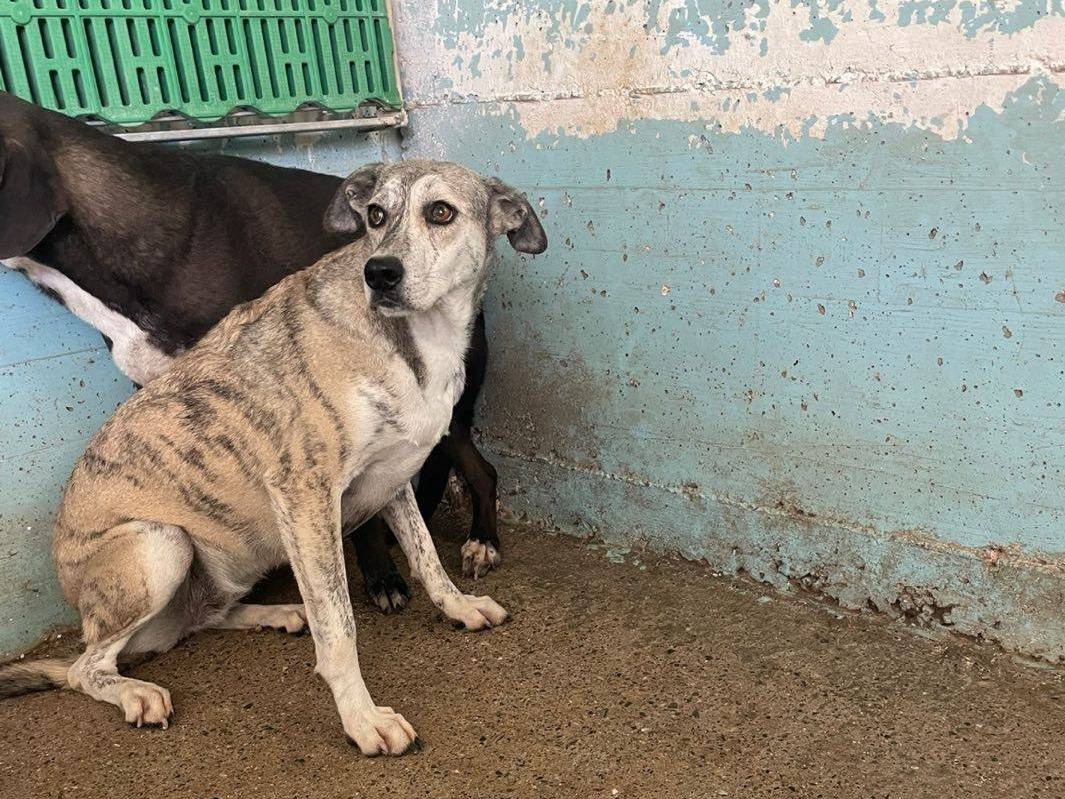 Adotta un cane, femmina, 3 anni e 5 mesi, Crotone