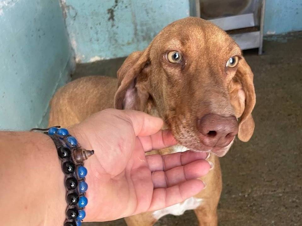 Adozione cane, femmina, Razza sconosciuta Razza sconosciuta, 2 anni e 5 mesi, taglia media contenuta, Crotone