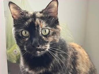 Adozione gatto, femmina, Razza sconosciuta Razza sconosciuta, 7 anni e 1 mese, taglia non valida, Torino