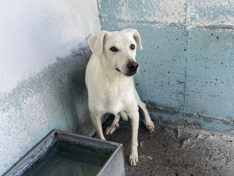 Adozione cane, maschio, Razza sconosciuta Razza sconosciuta, 7 anni e 5 mesi, taglia media, Crotone