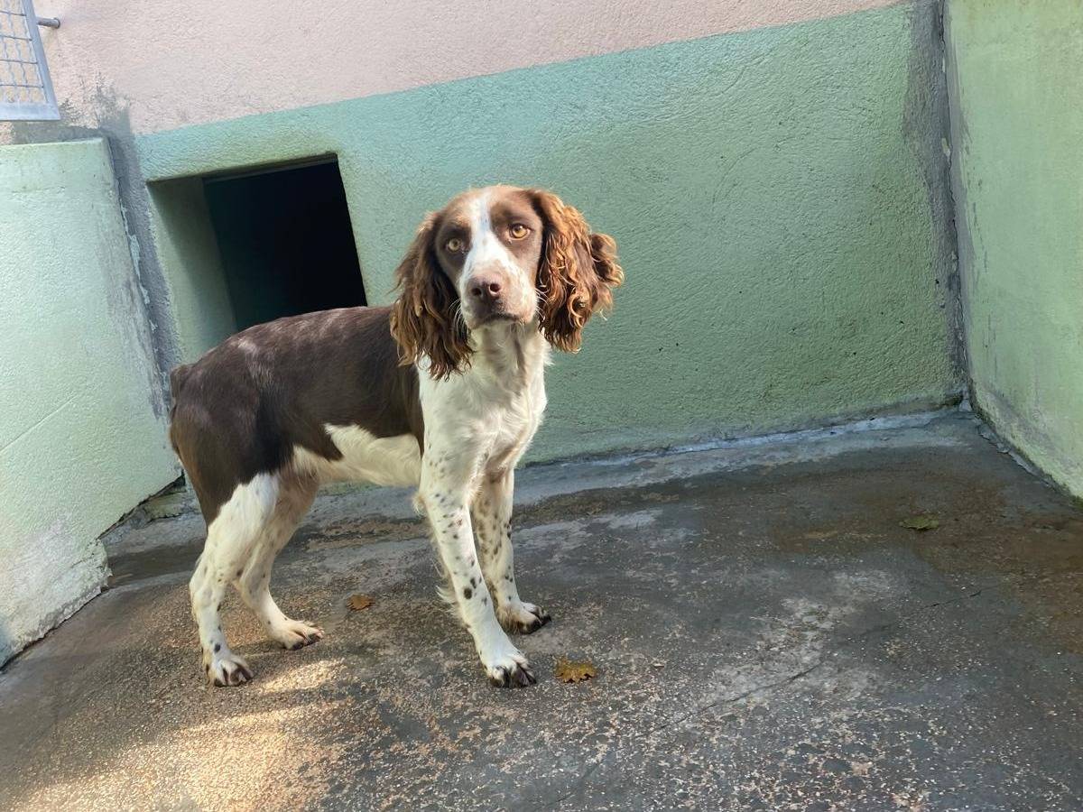 Adozione cane, femmina, Razza sconosciuta Setter Inglese, 2 anni e 1 mese, taglia media contenuta, Avellino