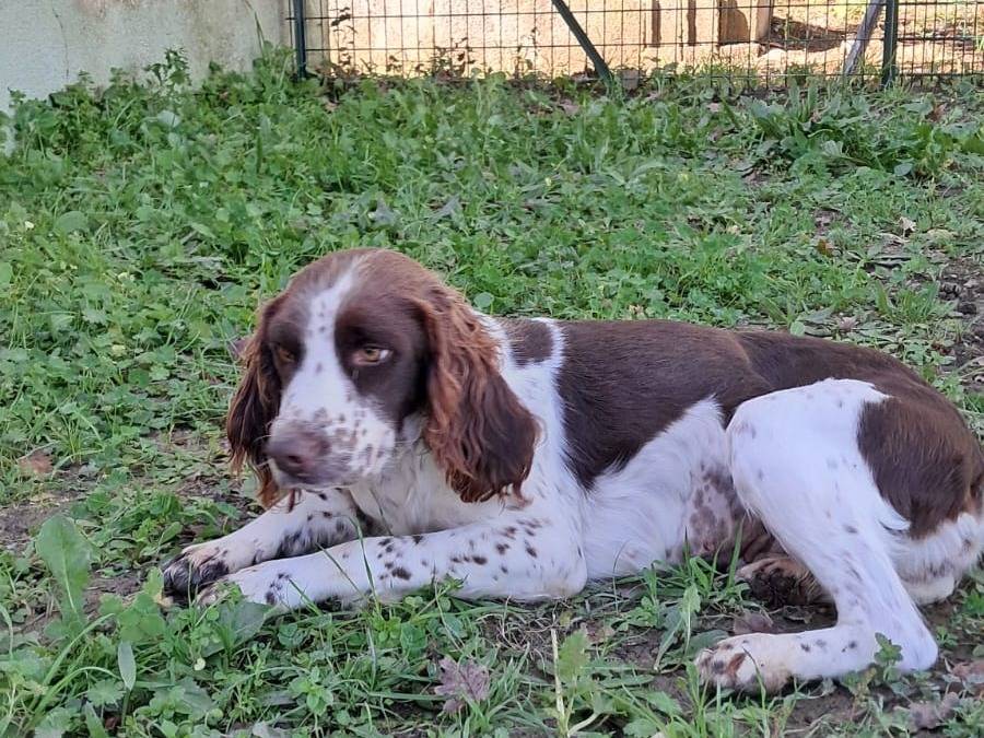 Adotta un cane, femmina, 2 anni e 1 mese, Avellino