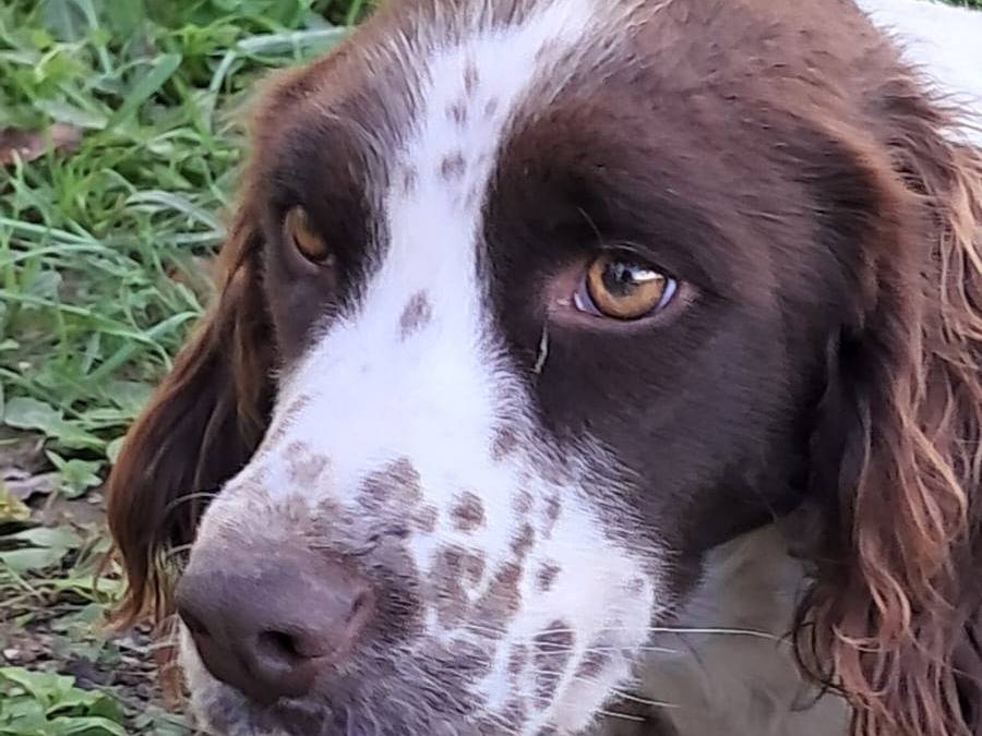 Adotta un cane, taglia media contenuta, femmina, Avellino