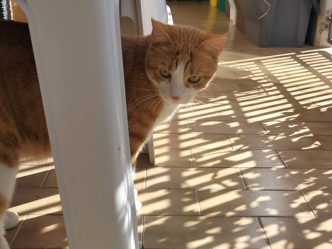 Adotta un gatto, taglia non valida, femmina, Matera