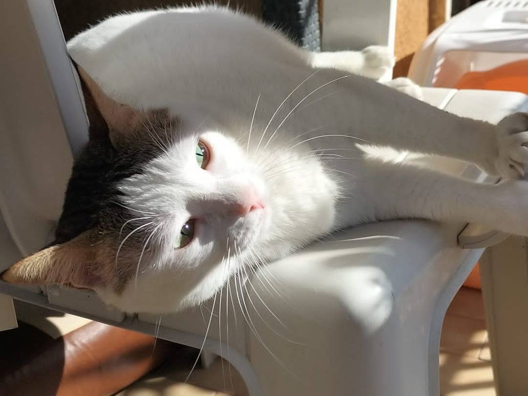 Vuoi adottare un gatto a Matera?