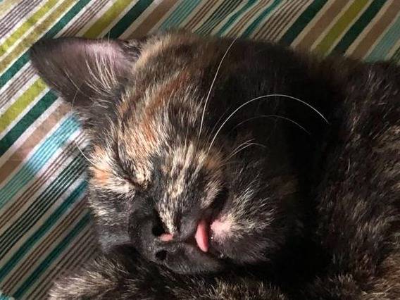 Vuoi adottare un gatto a Torino?