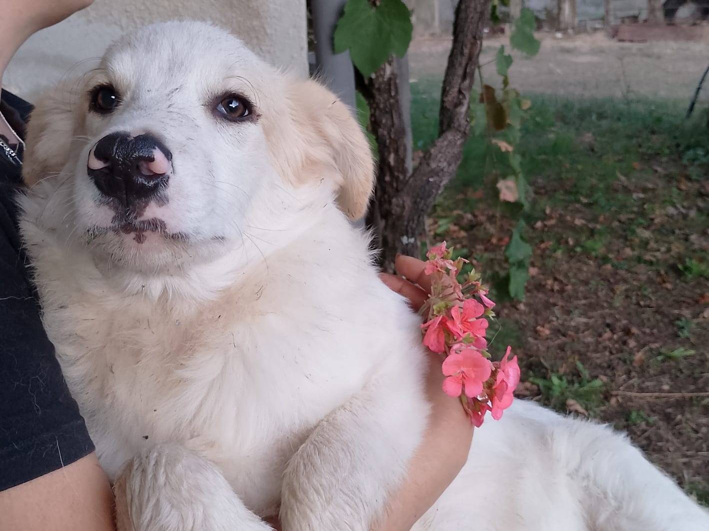 Adotta un cane, maschio, 6 mesi, Catanzaro