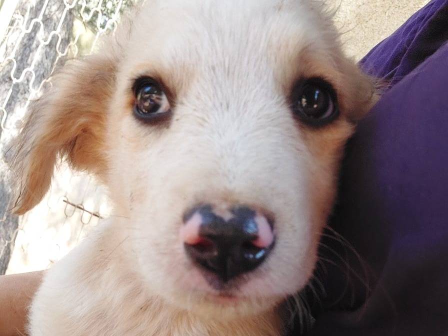 Adotta il cane MORRIS a Catanzaro
