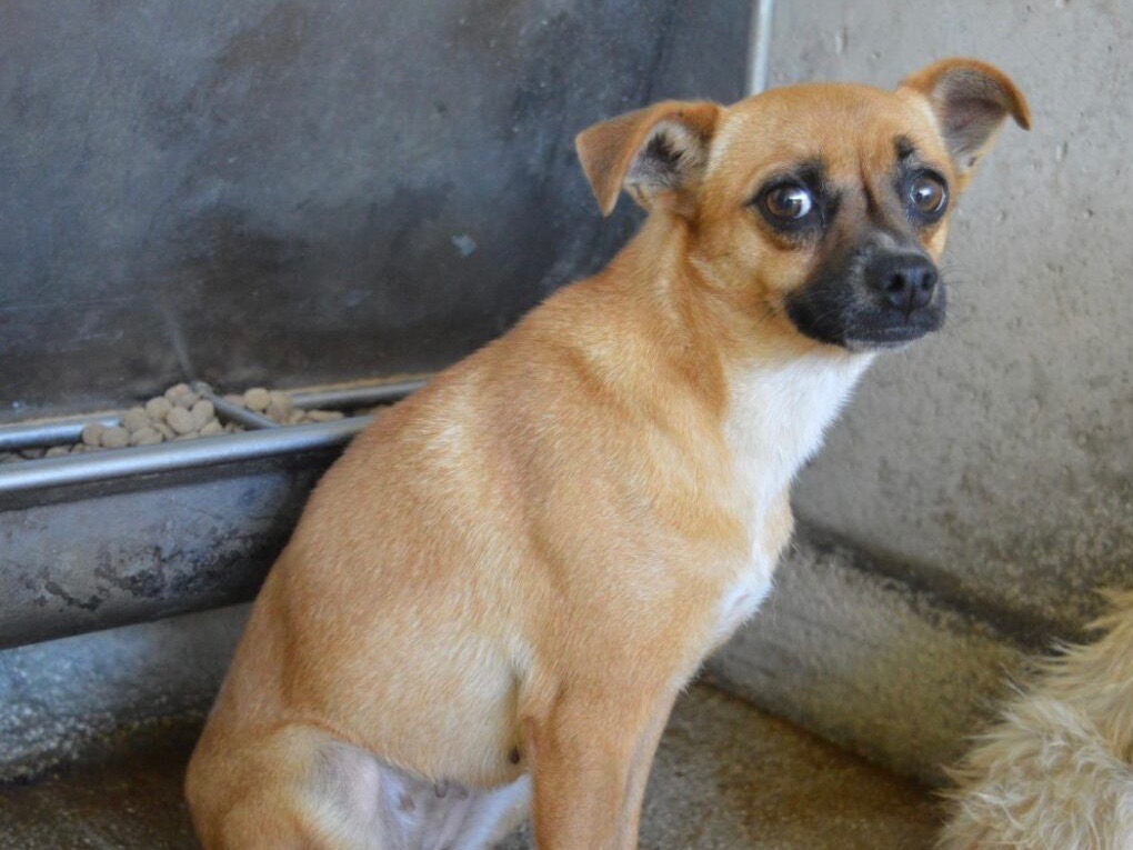 Adozione cane, femmina, Razza sconosciuta Chihuahua, 1 anno e 3 mesi, taglia piccola, Roma