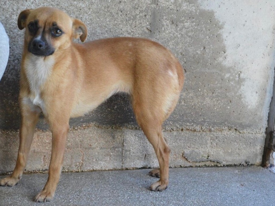 Adotta un cane, taglia piccola, femmina, Roma