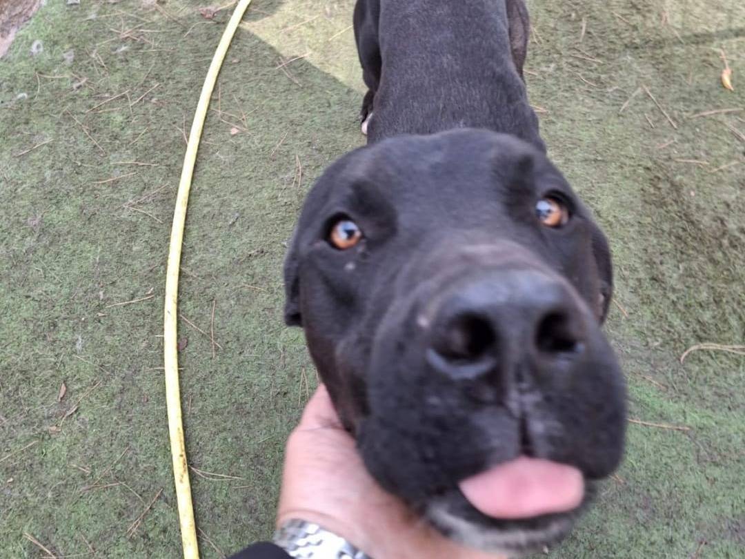 Adotta il cane Benny a Crotone