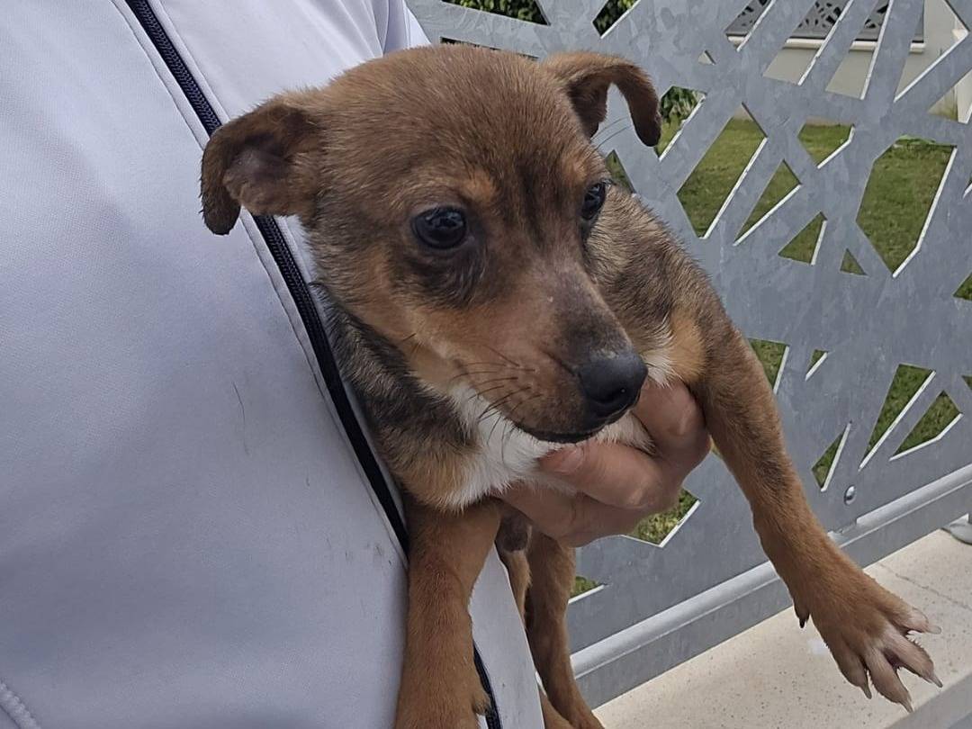 Vuoi adottare un cane a Crotone?