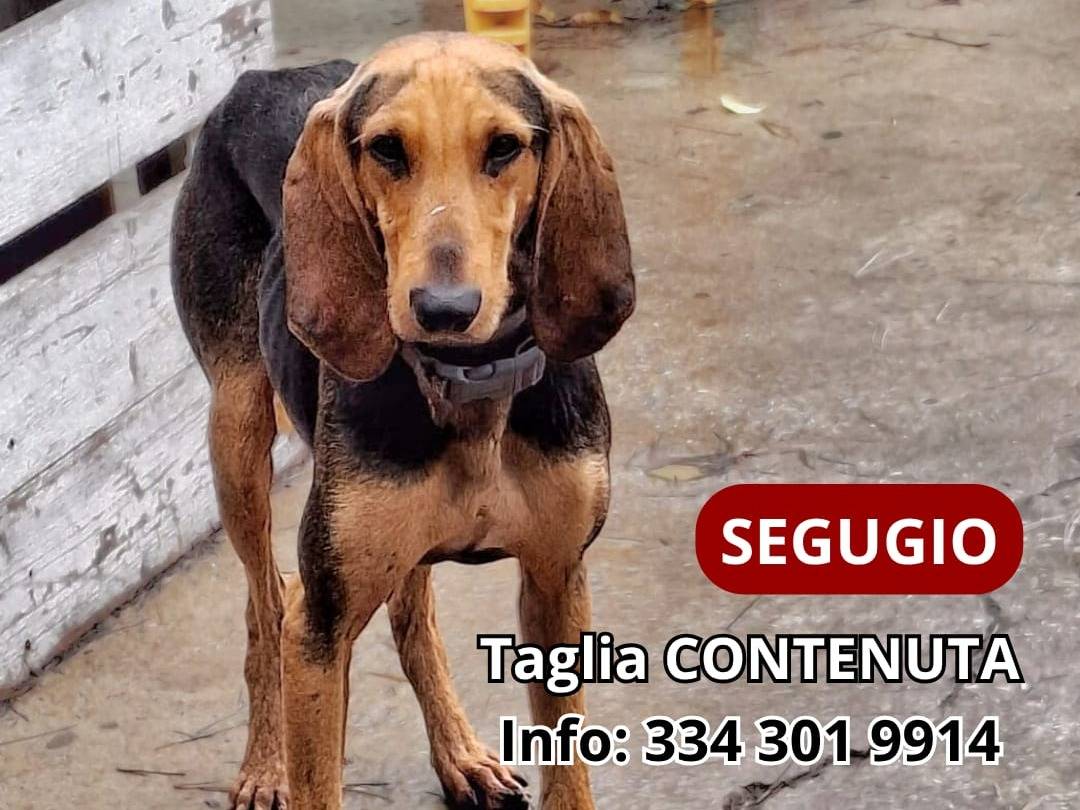 Adozione cane, maschio, Segugio Razza sconosciuta, 2 anni e 2 mesi, taglia media contenuta, Crotone