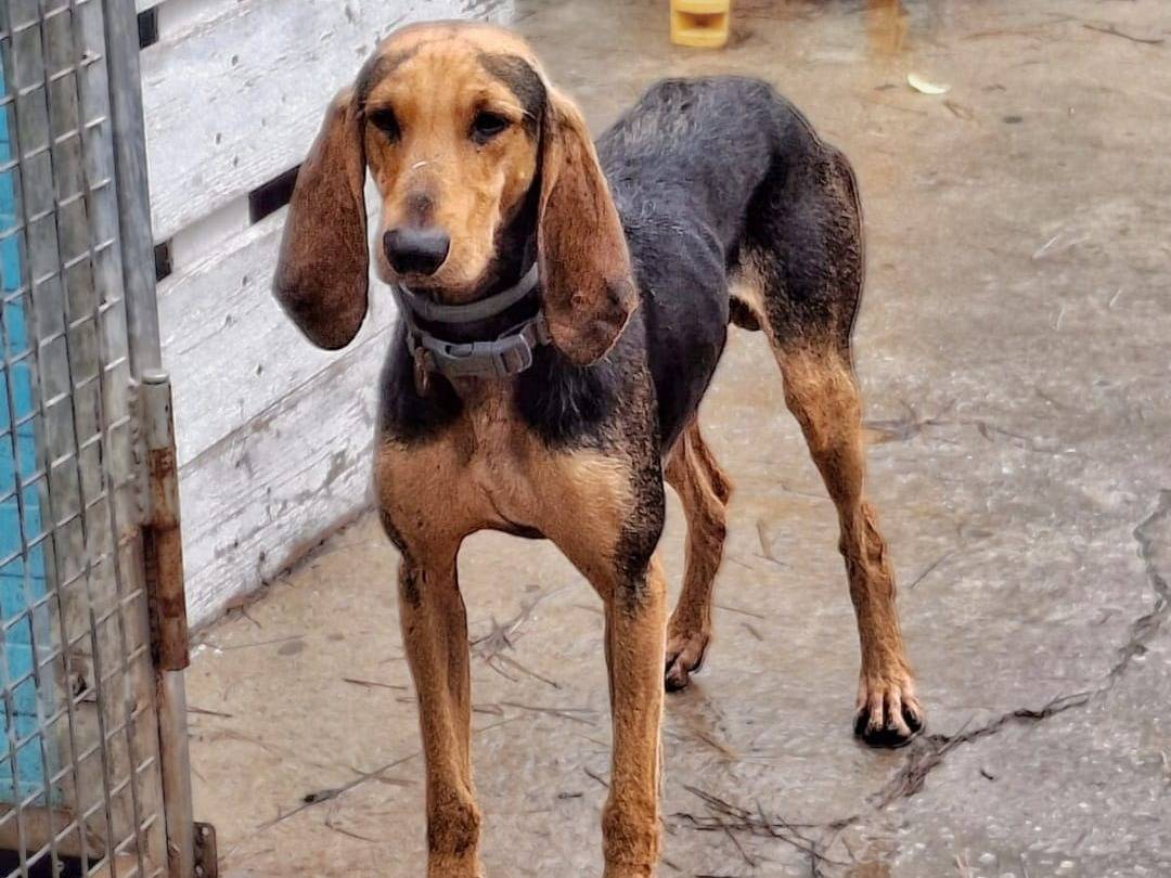 Adotta un cane, maschio, 2 anni e 2 mesi, Crotone