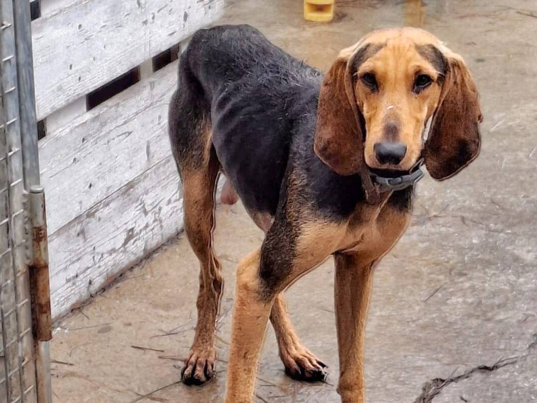 Vuoi adottare un cane a Crotone?