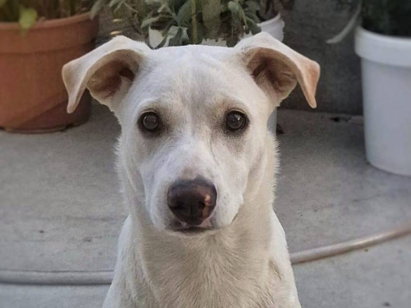 Vuoi adottare un cane a Crotone?