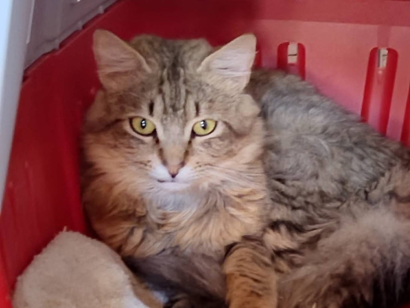 Adozione gatto, maschio, Razza sconosciuta Razza sconosciuta, 3 anni e 2 mesi, taglia non valida, Ravenna