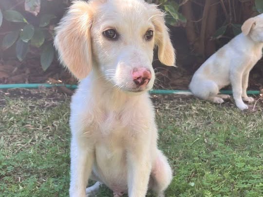 Adozione cane, maschio, Razza sconosciuta Razza sconosciuta, 3 mesi, taglia media, Siracusa