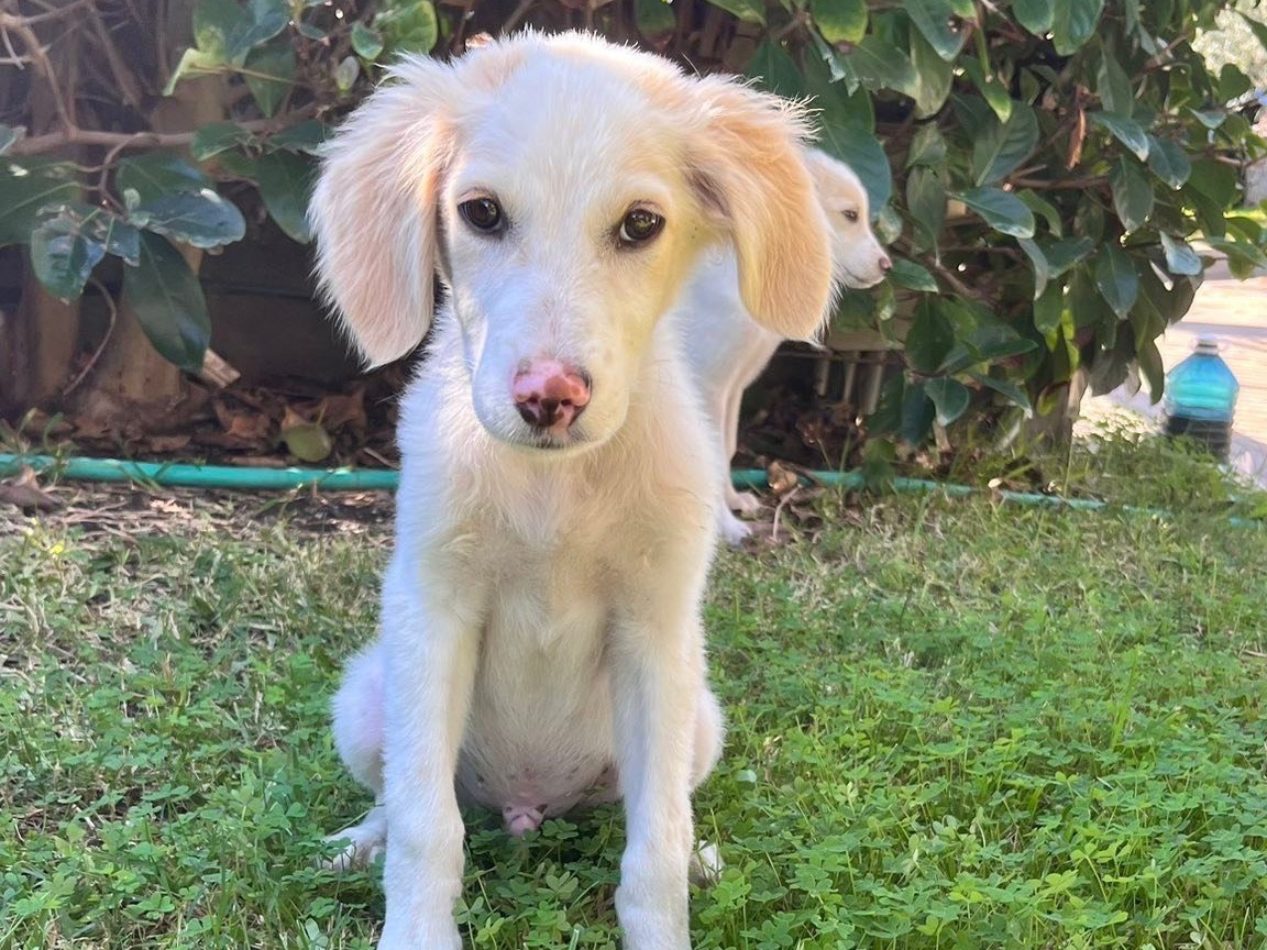 Adotta un cane, maschio, 3 mesi, Siracusa