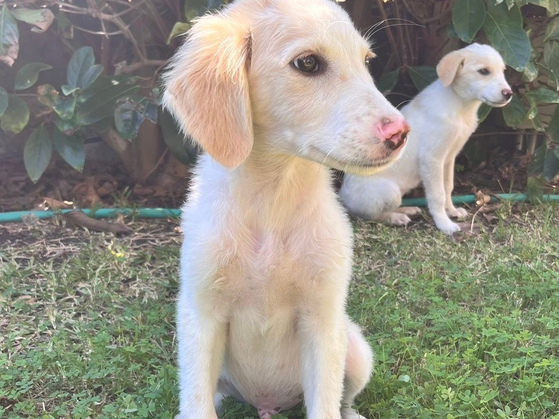 Adotta un cane, taglia media, maschio, Siracusa