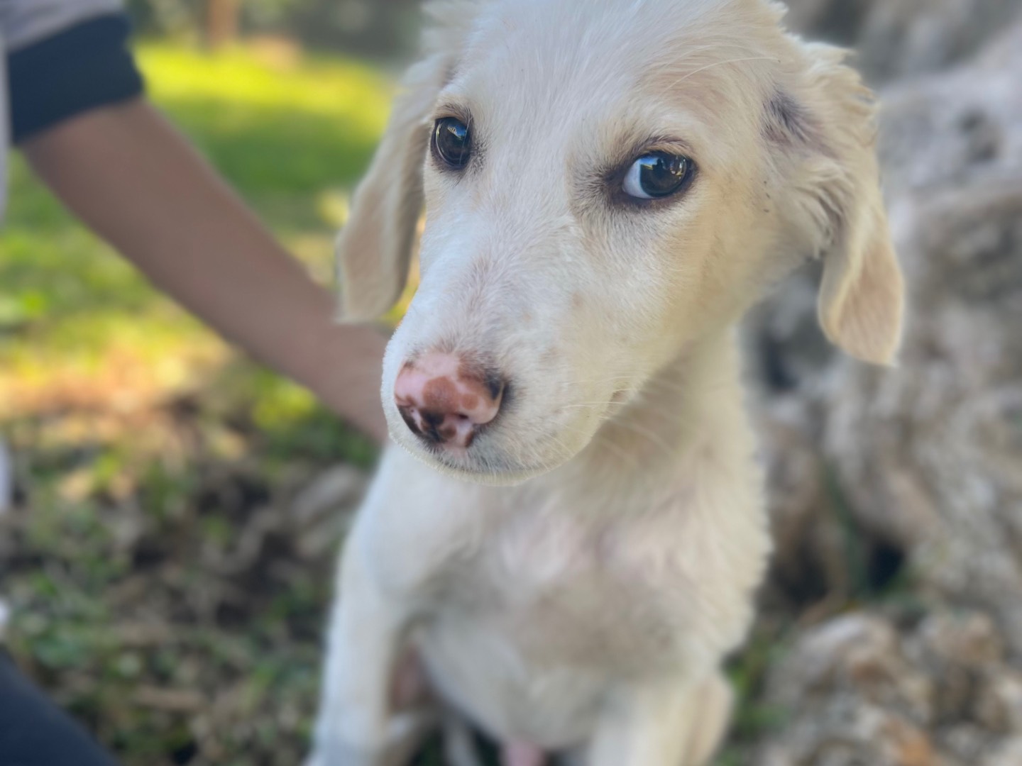 Vuoi adottare un cane a Siracusa?