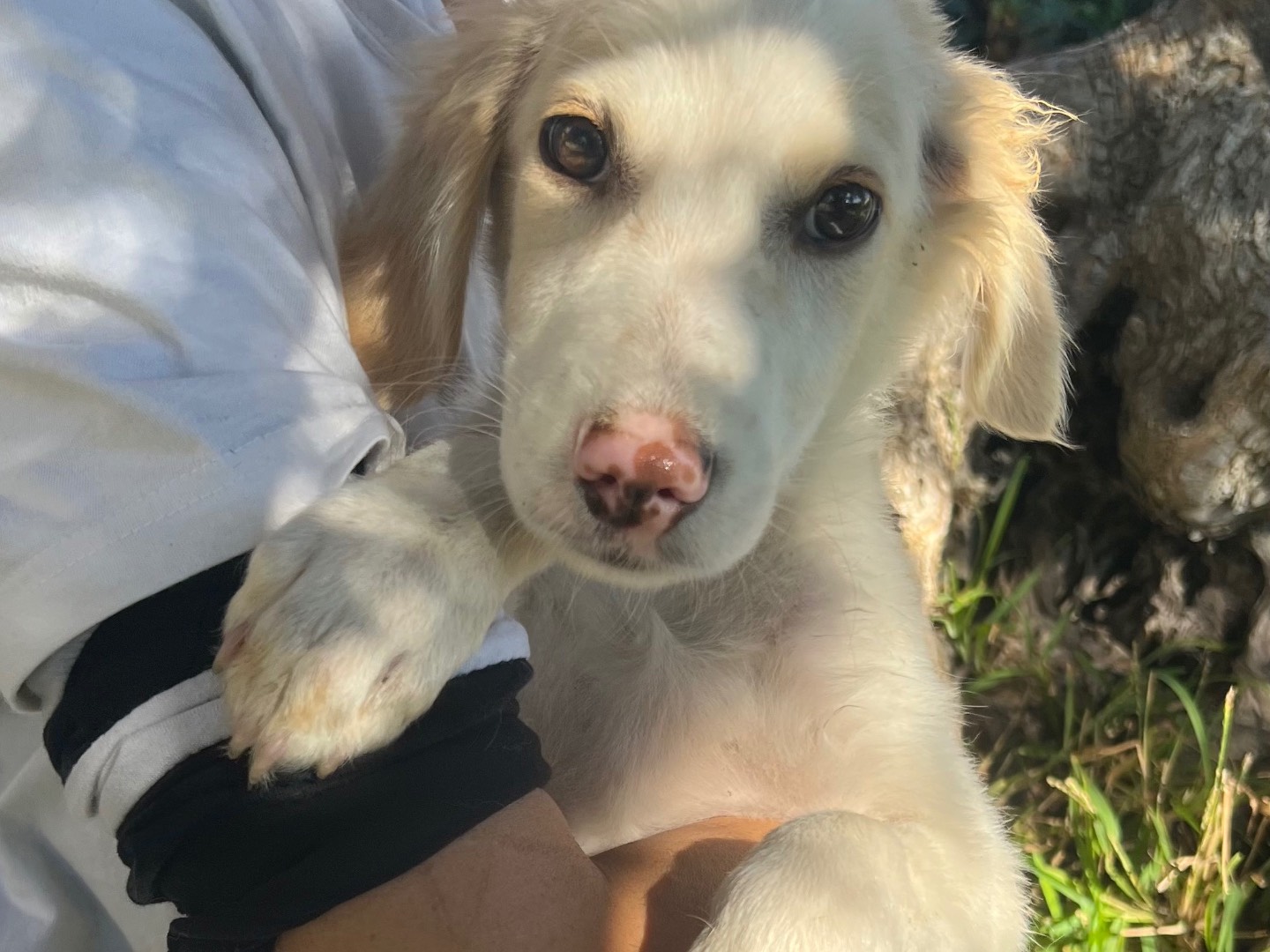 Adotta il cane Tartufo a Siracusa