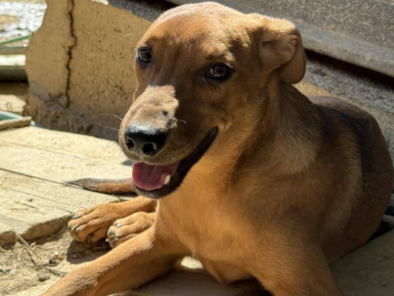 Adotta il cane AARON ARES a Firenze