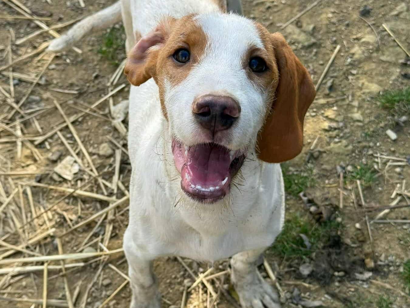 Vuoi adottare un cane a Firenze?