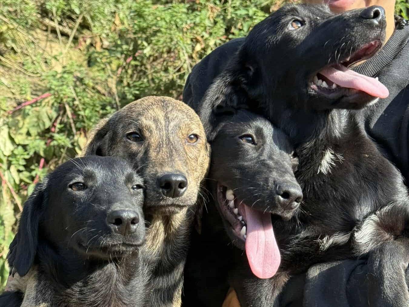 Adozione cane, femmina, Razza sconosciuta Razza sconosciuta, 5 mesi, taglia media, Firenze