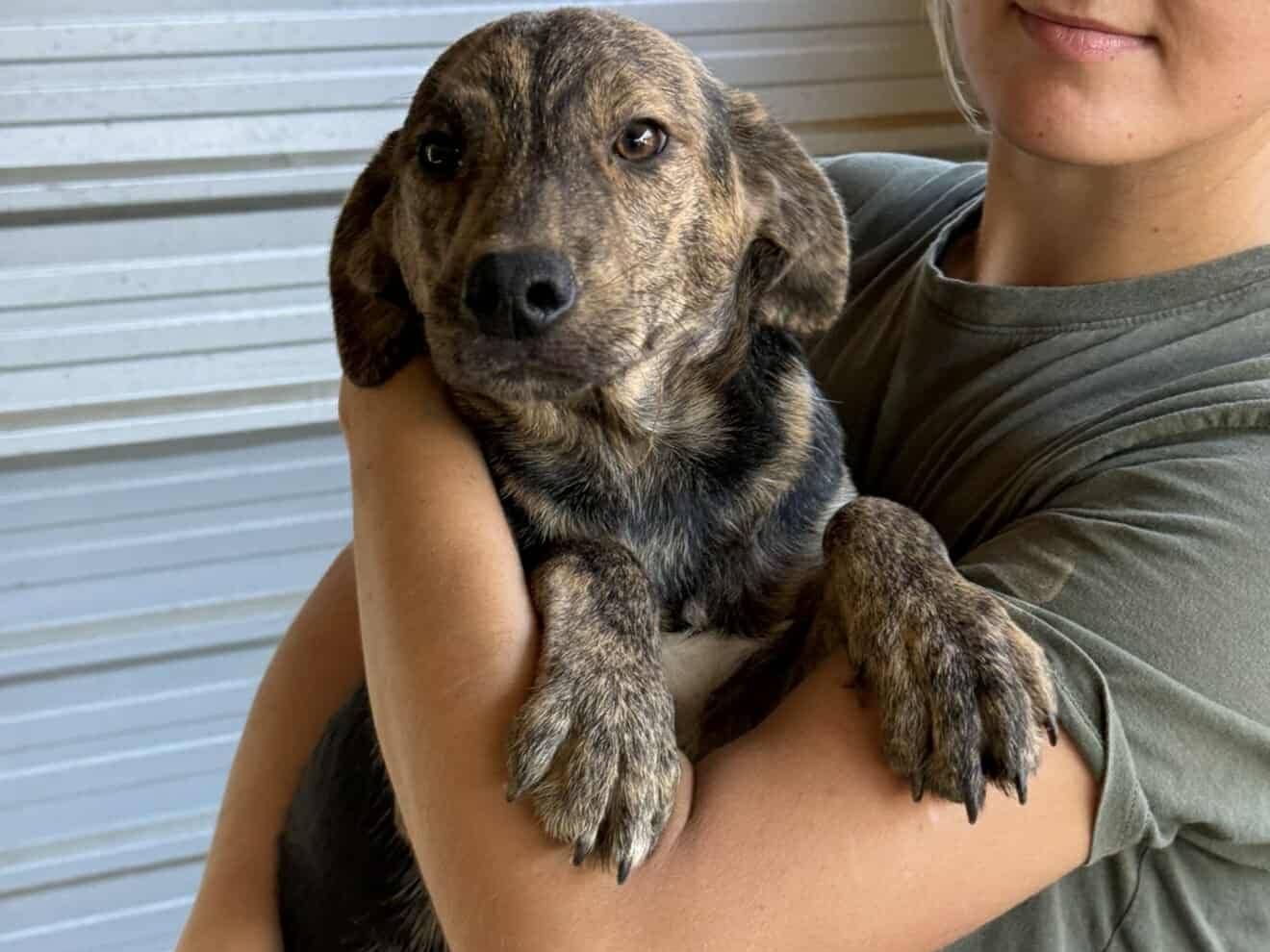 Vuoi adottare un cane a Firenze?