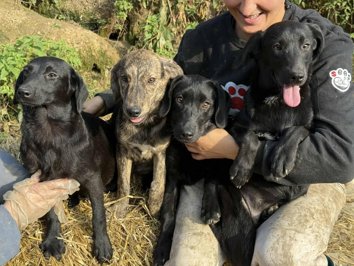 Adotta il cane QUATTRO CUCCIOLE a Firenze