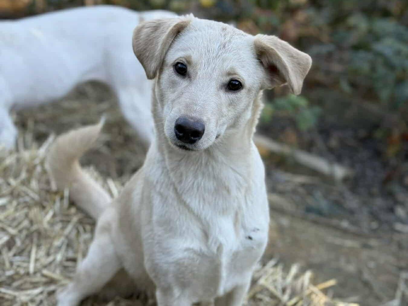 Vuoi adottare un cane a Firenze?