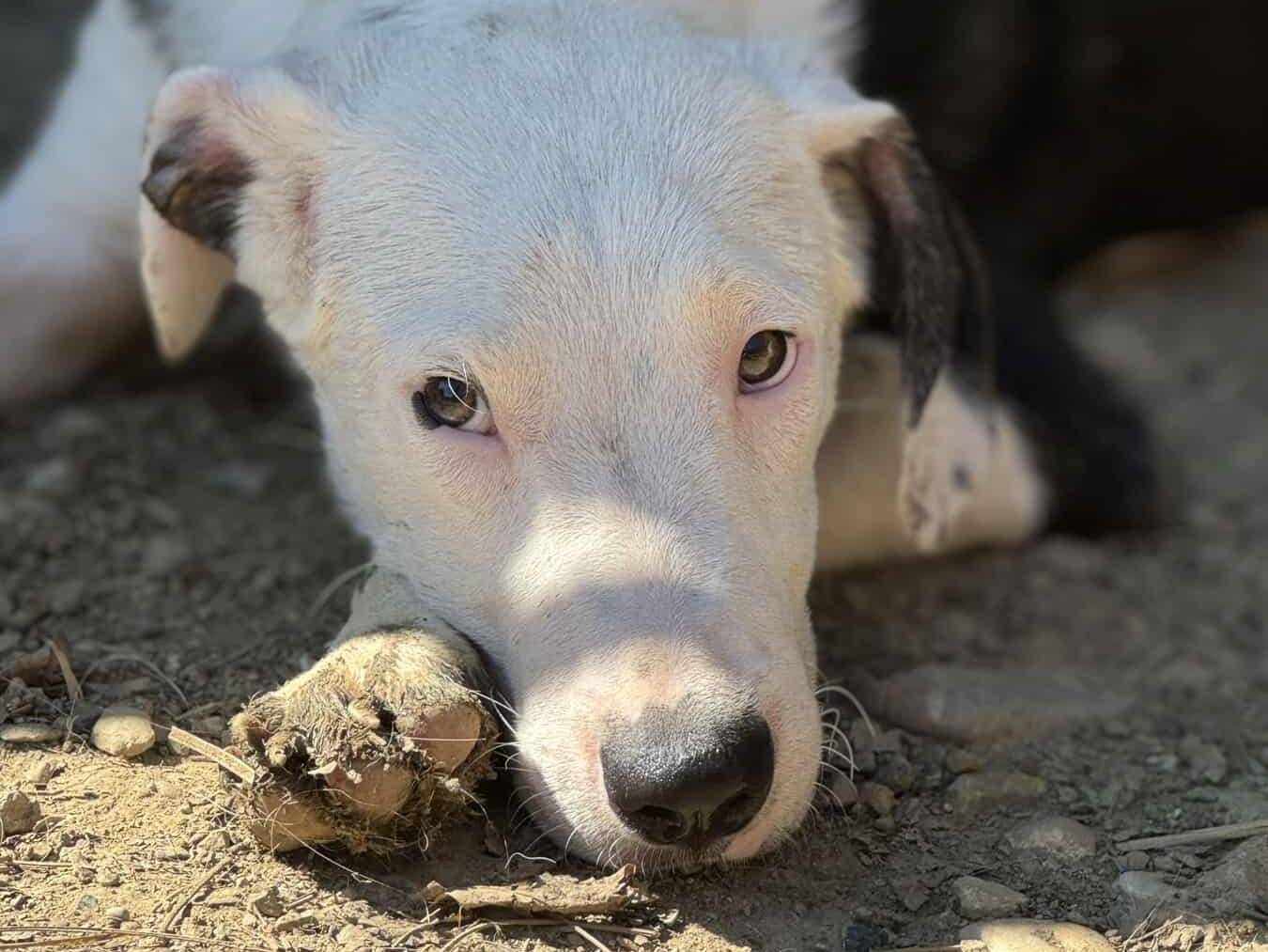 Adotta il cane ROCK ALFA a Firenze