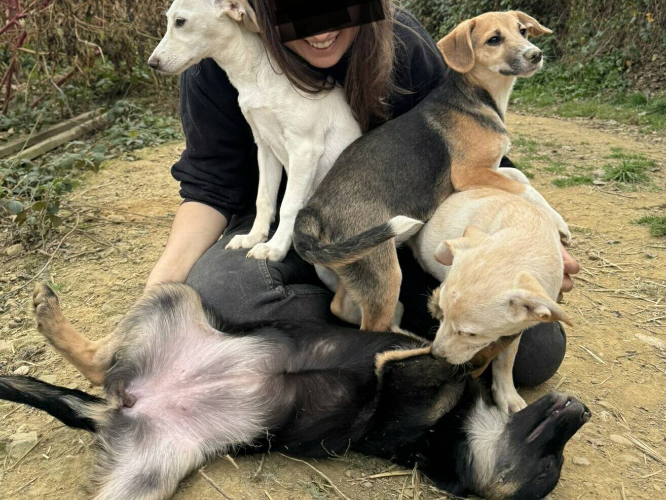 Adotta un cane, taglia media contenuta, maschio, Firenze