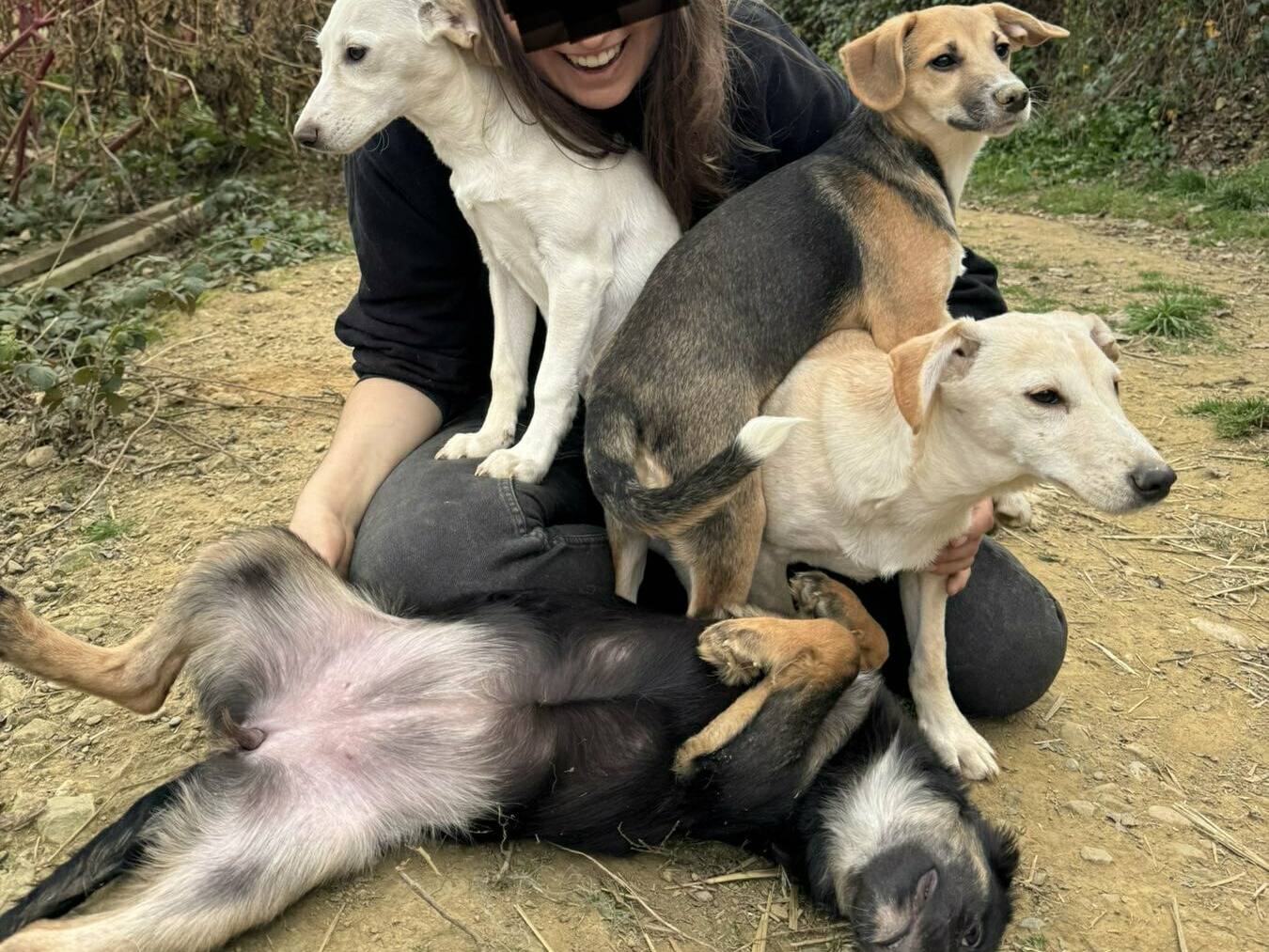 Vuoi adottare un cane a Firenze?