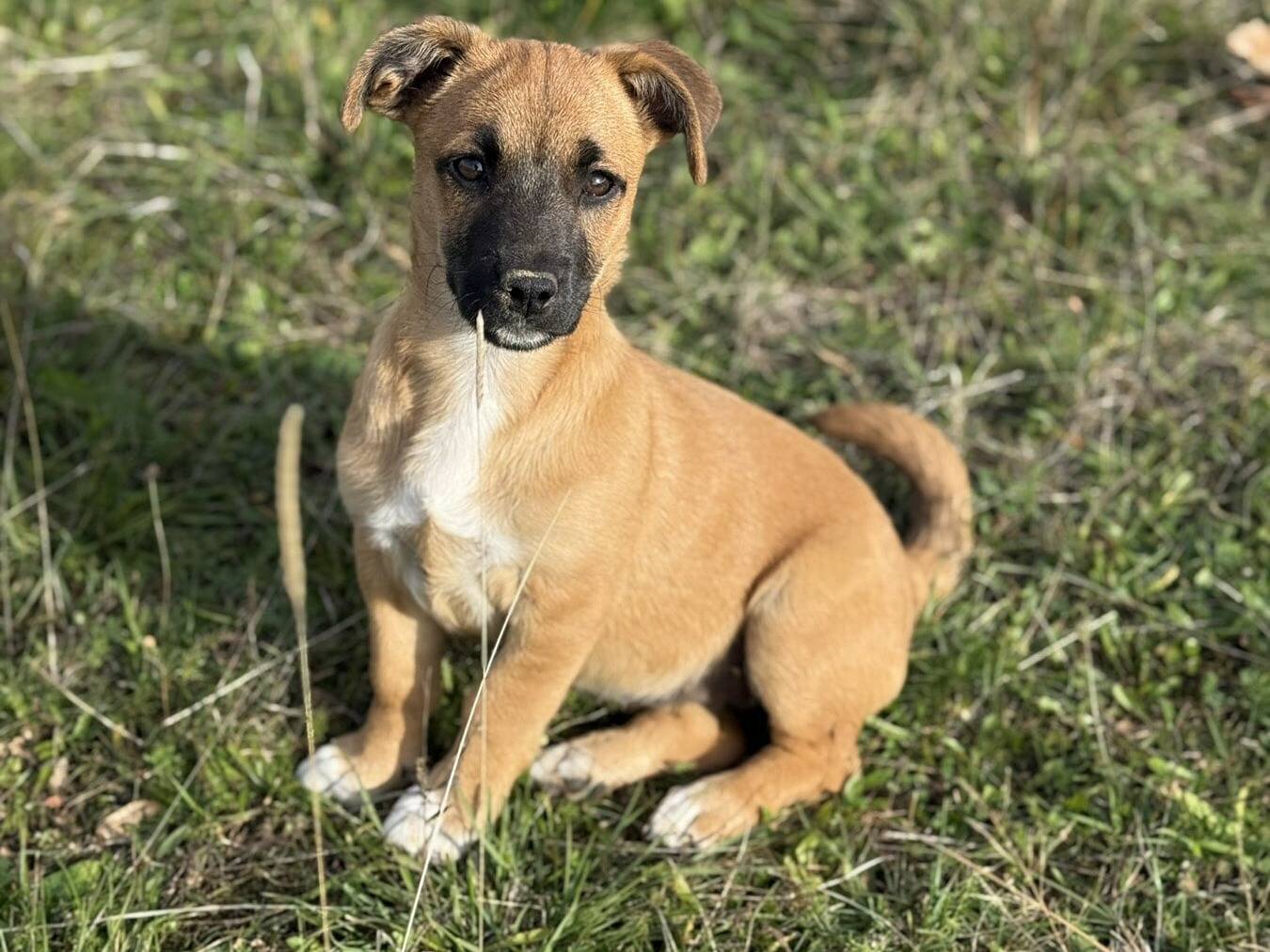 Adozione cane, femmina, Razza sconosciuta Razza sconosciuta, 4 mesi, taglia media contenuta, Firenze