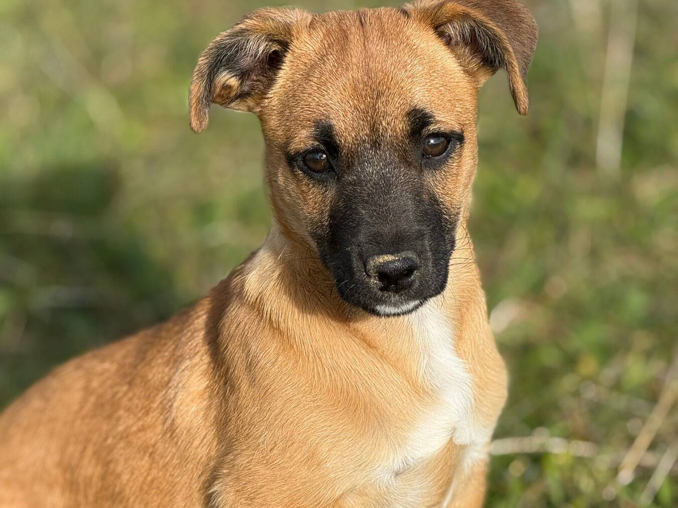 Adotta un cane, femmina, 4 mesi, Firenze