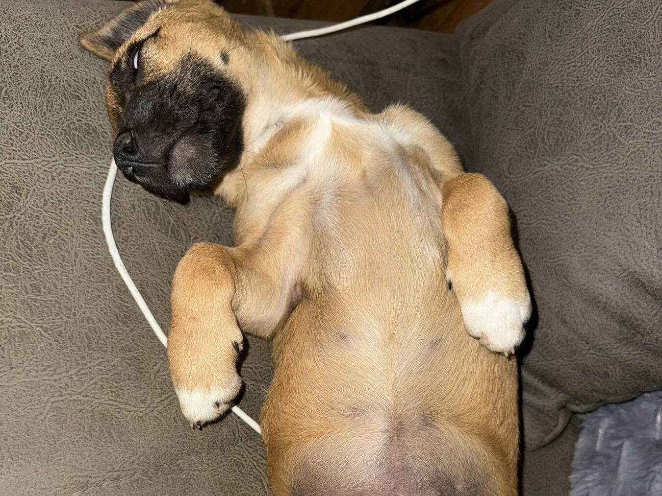 Vuoi adottare un cane a Firenze?