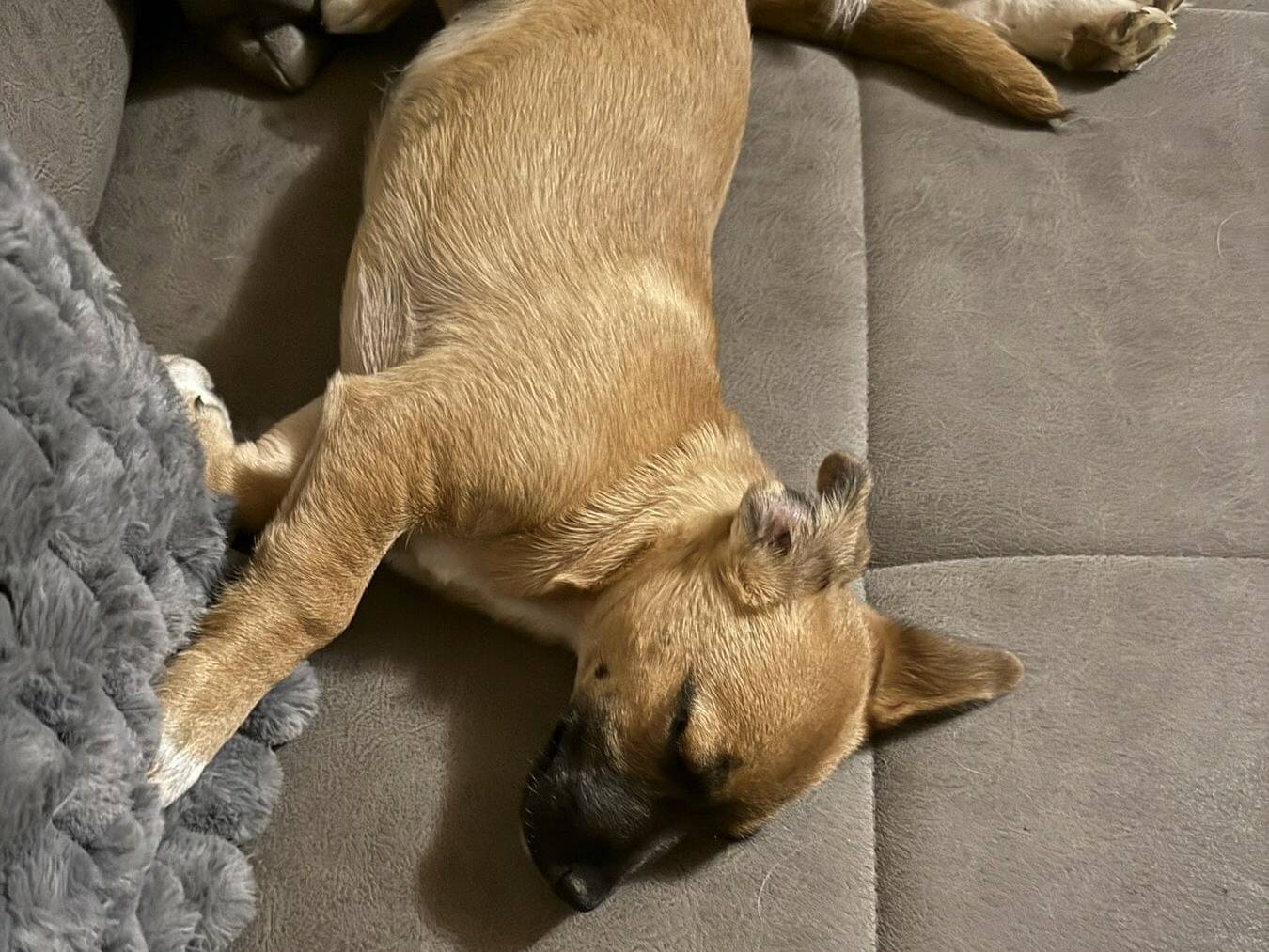 Adotta il cane LINDA a Firenze