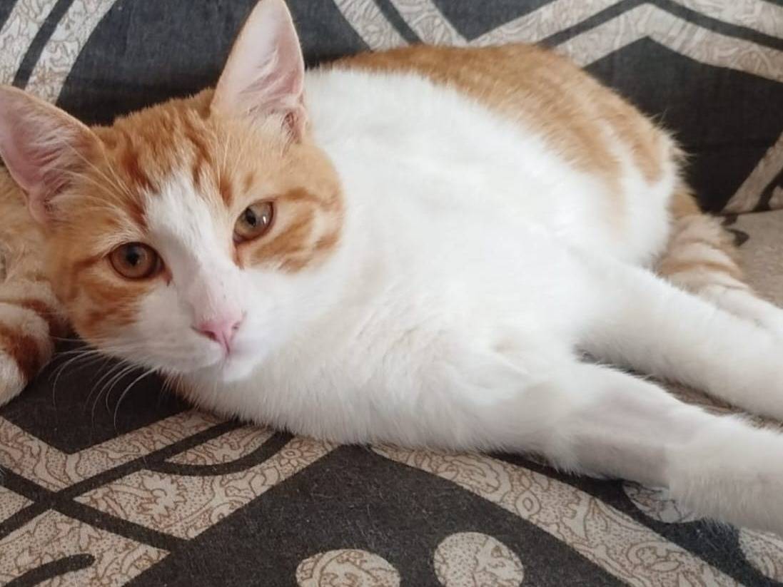 Adozione gatto, maschio, Razza sconosciuta Razza sconosciuta, 7 mesi, taglia non valida, Bari