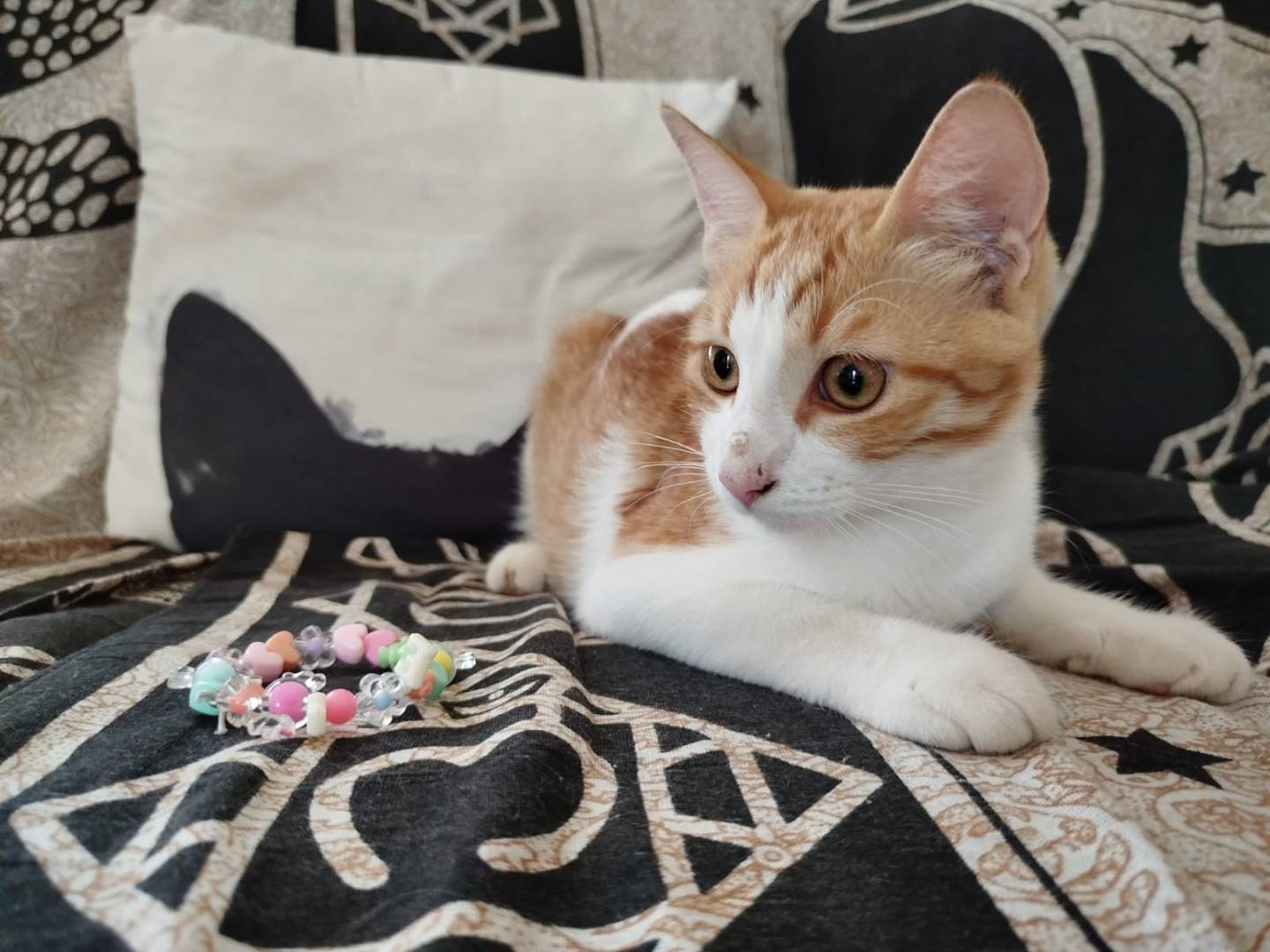 Adotta un gatto, taglia non valida, maschio, Bari