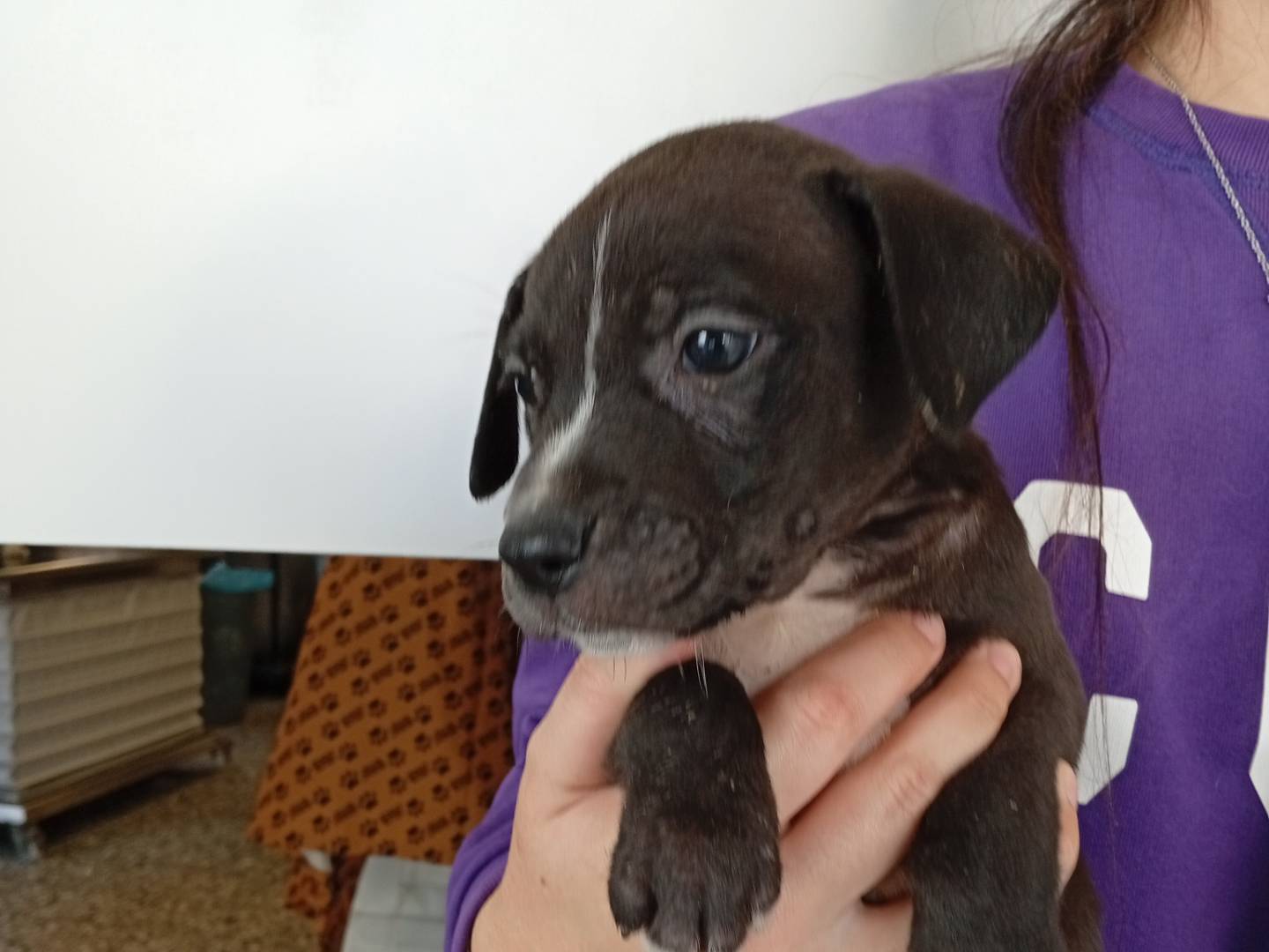 Adozione cane, maschio, Razza sconosciuta Razza sconosciuta, 1 mesi, taglia piccola, Roma